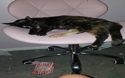 Mixed Breed cats for sale: Kittens looking for forever homes  - Image 8