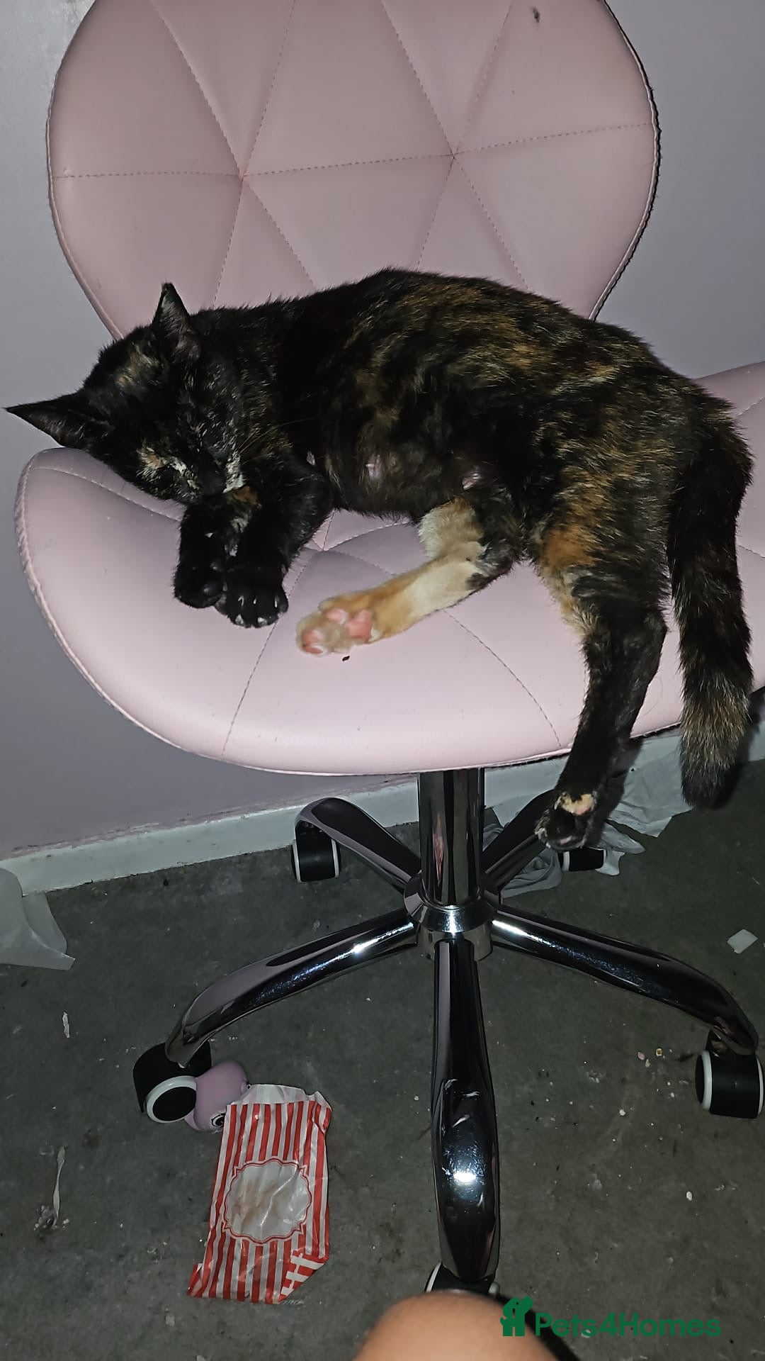 Mixed Breed cats for sale: Kittens looking for forever homes  - Image 8
