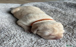 Labrador Retriever dogs for sale: Beautiful litter of kc registered labrador  - Image 9