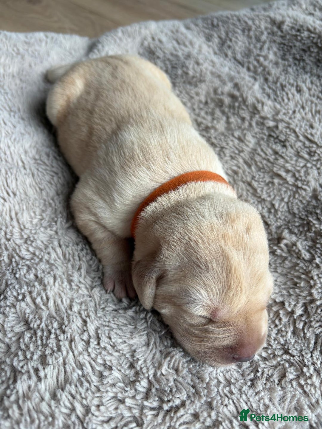 Labrador Retriever dogs for sale: Beautiful litter of kc registered labrador  - Image 9