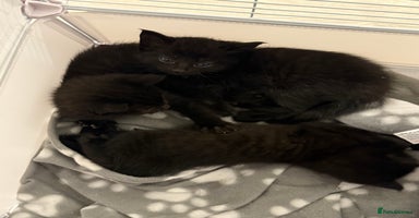 Domestic Shorthair cats - Advert 16