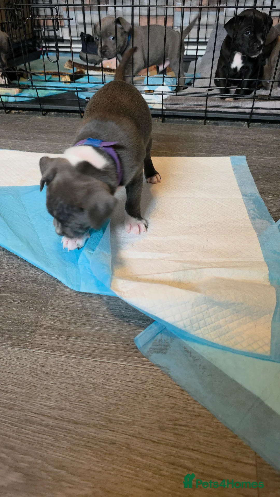 Staffordshire Bull Terrier dogs for sale: Staffordshire bull terrier blues  - Advert 27