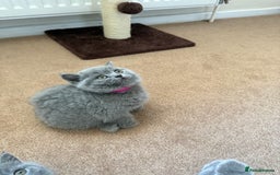 British Shorthair cats for sale: 🐾 British Shorthair Kittens – 8 Weeks Old  - Image 11