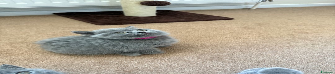 British Shorthair Kitten Pink