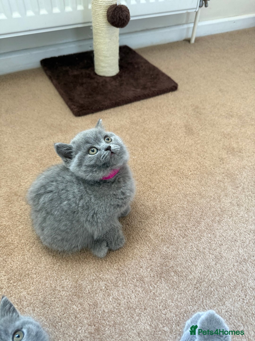 British Shorthair cats for sale: 🐾 British Shorthair Kittens – 8 Weeks Old  - Image 11