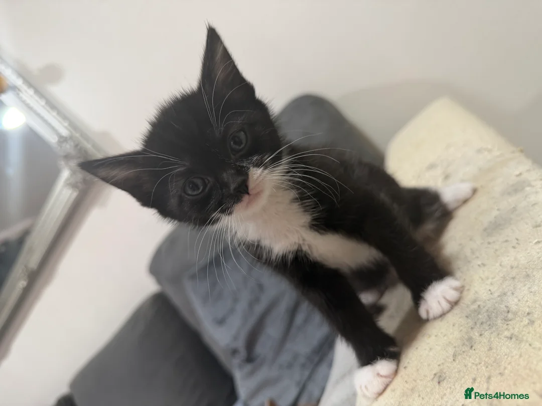 American Wirehair cats for sale: 3 beautiful American wire hair x tabby - Advert 3