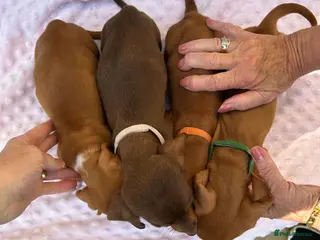 Miniature Dachshund dogs Stunning miniature achshunds puppies for rehome - Advert 5