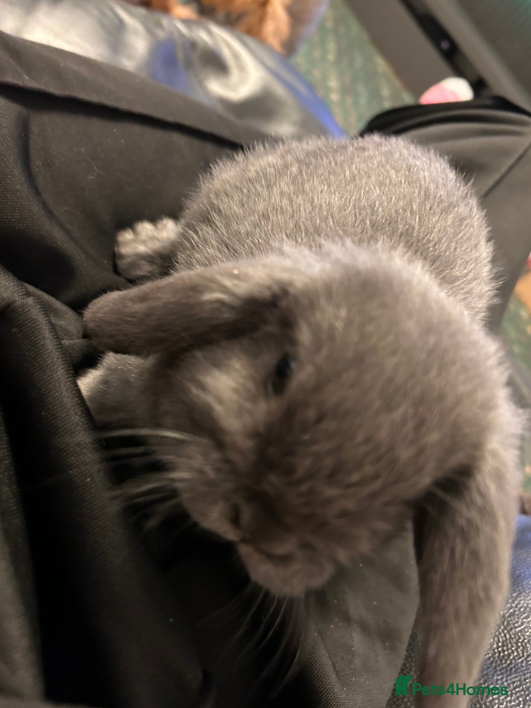 Mini Lop rabbits for sale: Mini lop rabbit babies - Advert 6