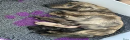 Miniature Dachshund dogs for sale: KC mini longhaired brindle dachshunds  - Advert 3