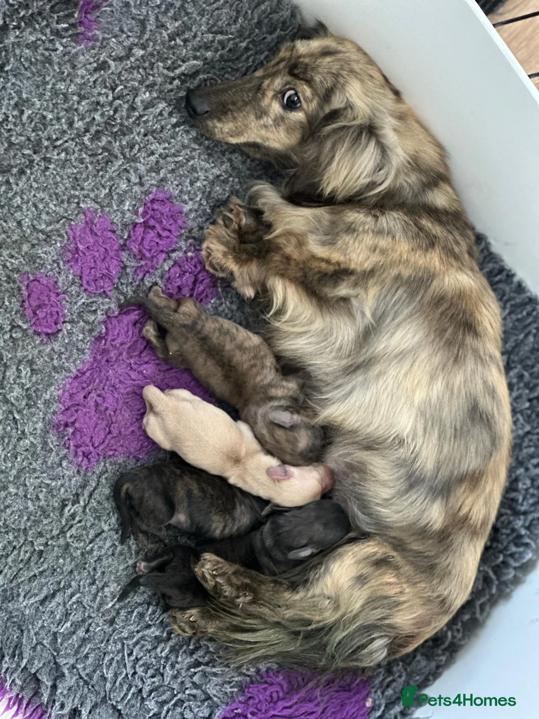 Miniature Dachshund dogs for sale: KC mini longhaired brindle dachshunds  - Advert 4
