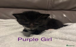 Mixed Breed cats for sale: Only Two Adorable Kittens Left! - Image 7