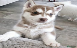Siberian Husky dogs for sale: Gorgeous huskies puppies for sale! - Image 1