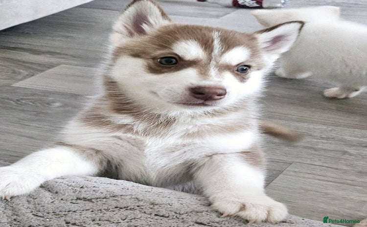 Siberian Husky dogs for sale - Advert 1