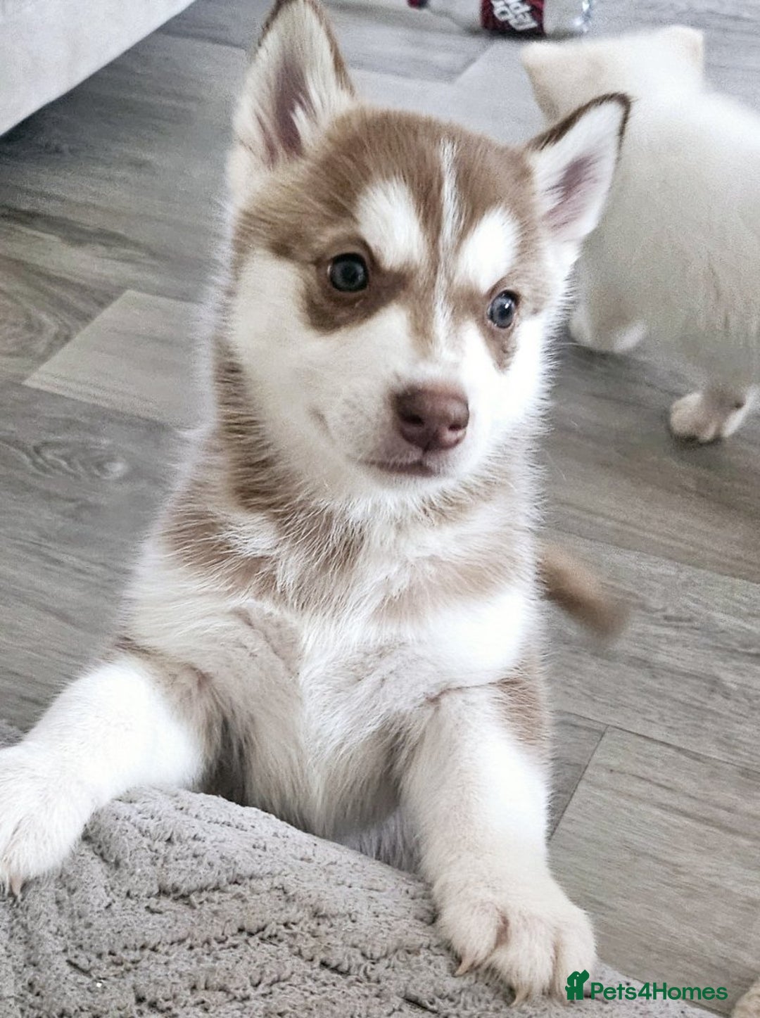 Siberian Husky dogs for sale: Gorgeous huskies puppies for sale! - Image 1