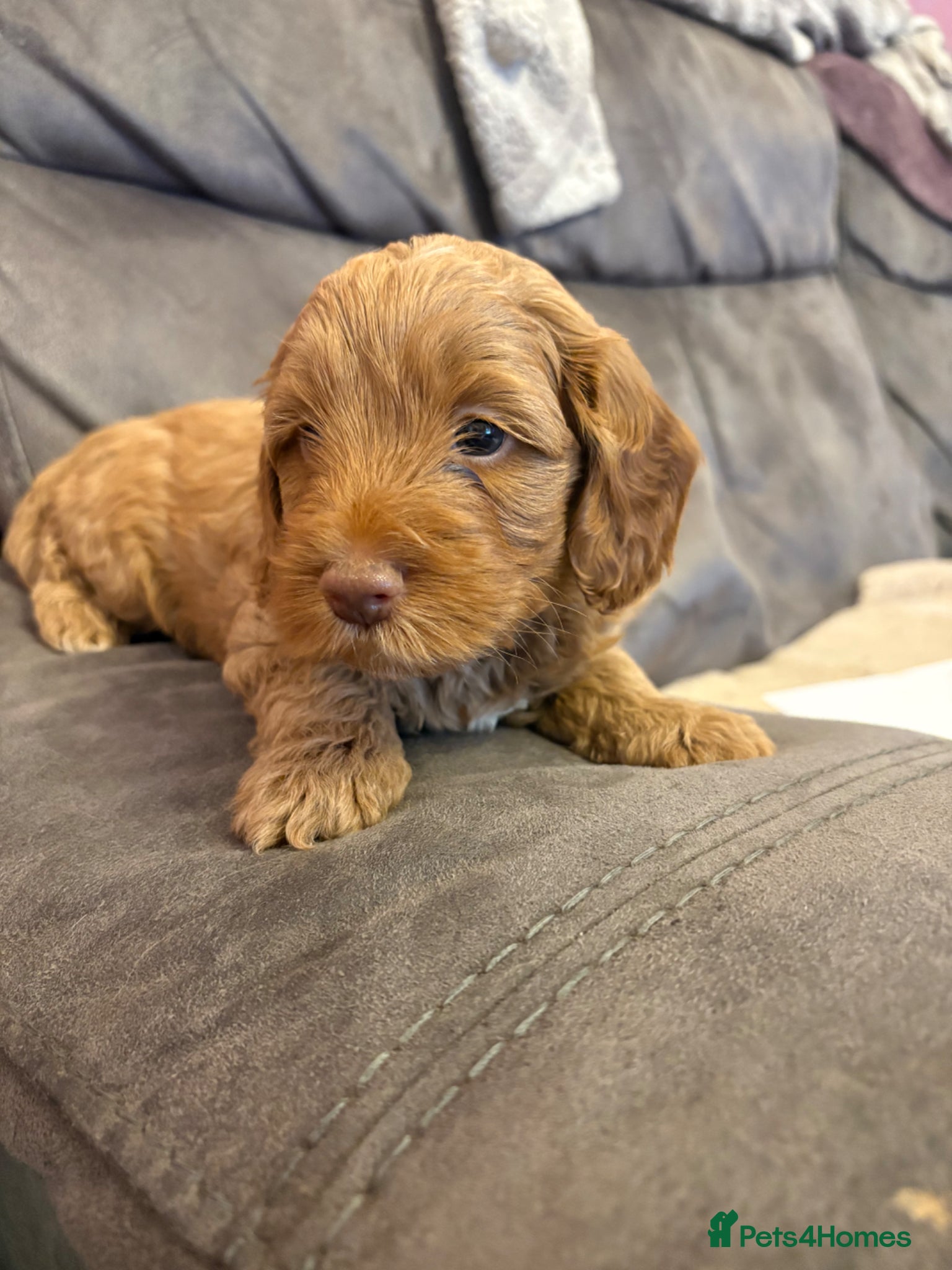 Cockapoo dogs Stunning cockapoo puppies to be reserved  - Advert 16
