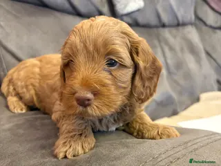 Cockapoo dogs Stunning cockapoo puppies to be reserved - Advert 16