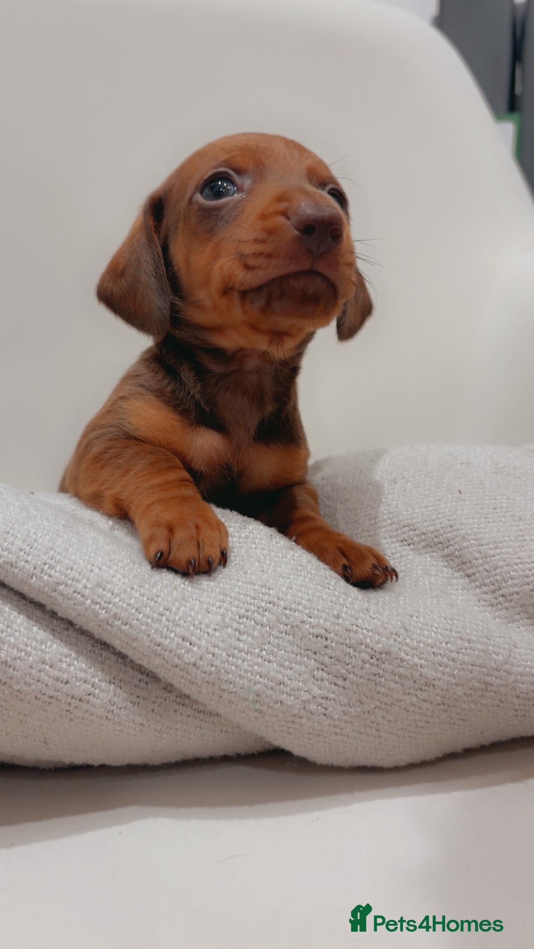 Dachshund dogs for sale: Sausage dog puppies  - Advert 5