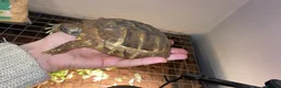 Hermann Tortoise reptiles for sale: Herman’s tortoise and set up - Advert 2