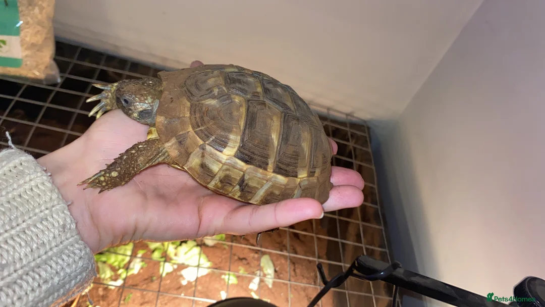 Hermann Tortoise reptiles for sale: Herman’s tortoise and set up - Advert 2