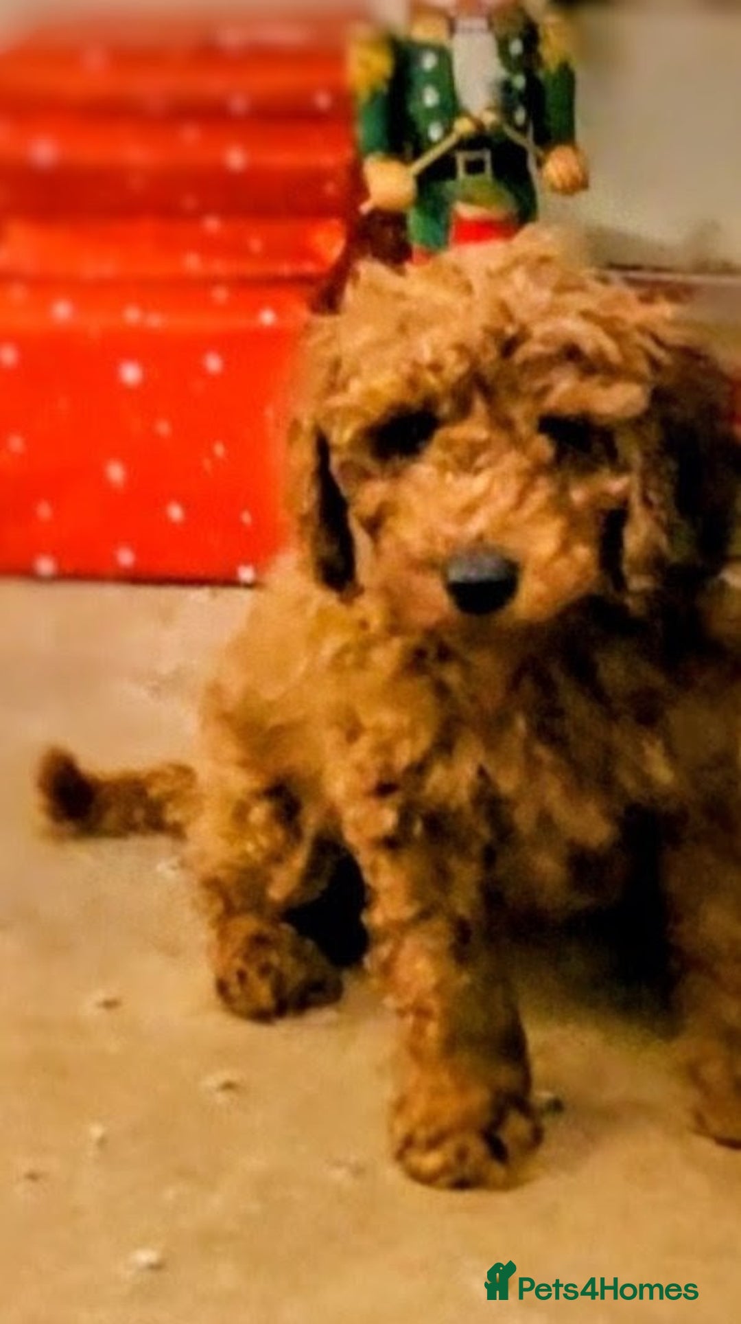 Miniature Poodle dogs for sale: MINIATURE POODLE BOYS NOW AVAILABLE!  - Advert 29
