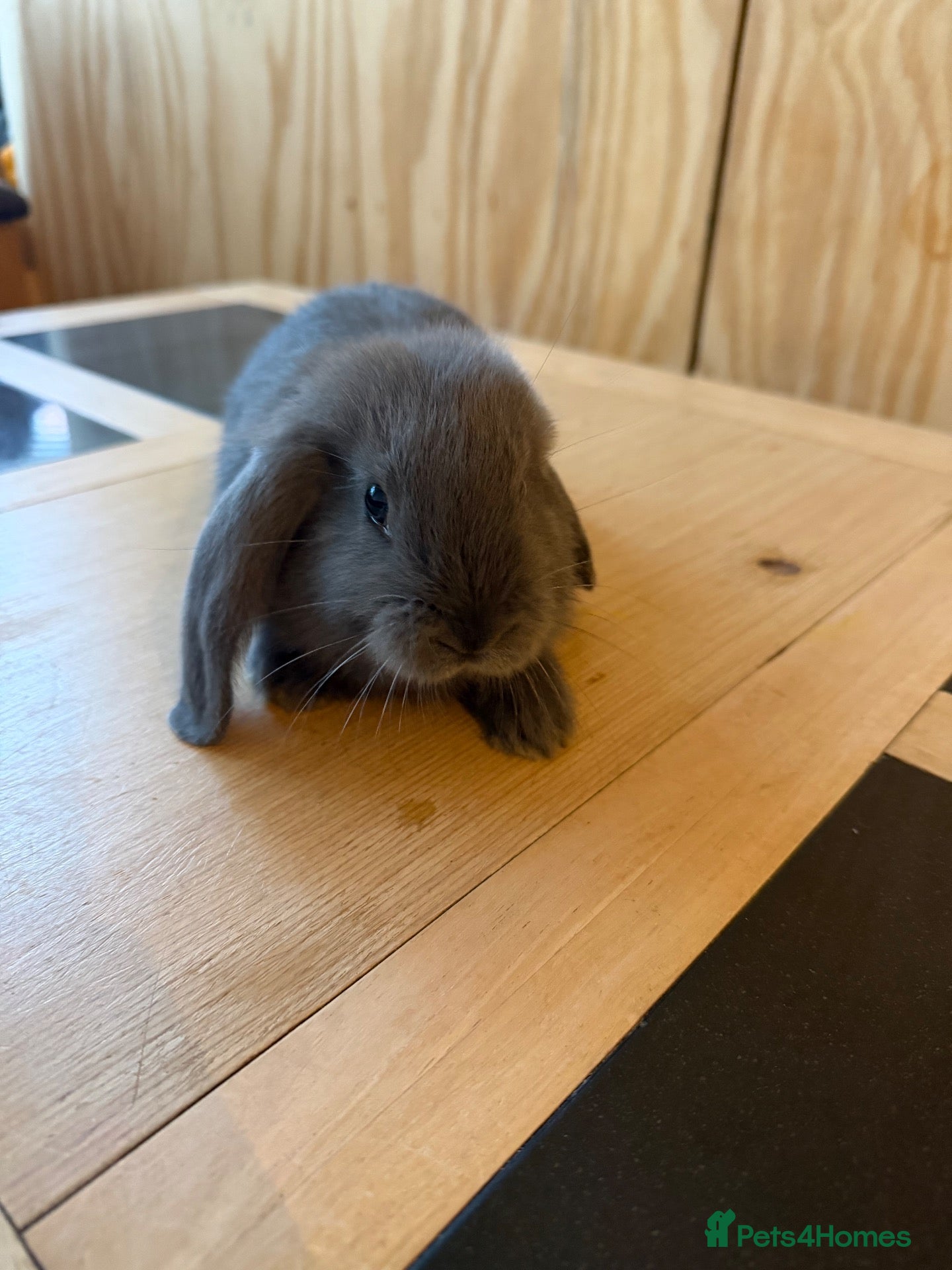 Mixed Breed rabbits Mix bread  - Advert 1