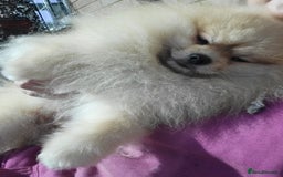 Pomeranian dogs for stud: Beautiful Cream Sable Stud - Teddy Face - Image 5