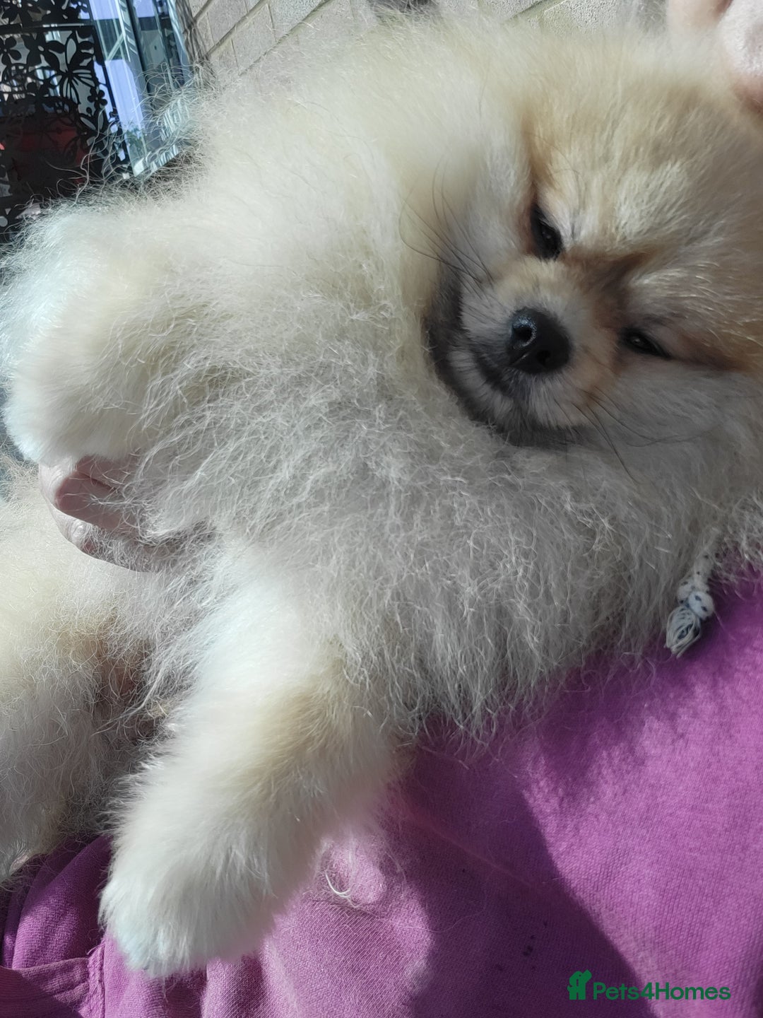 Pomeranian dogs for stud: Beautiful Cream Sable Stud - Teddy Face - Image 5