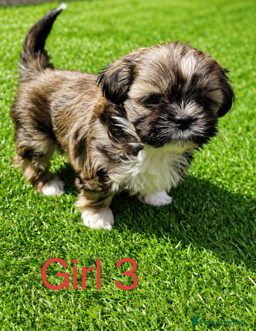 Shih Tzu dogs 🐾❤️ Stunning Shih Tzu puppies - Advert 2
