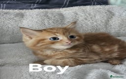Maine Coon cats for sale: Kittens ready for a new home - Image 7