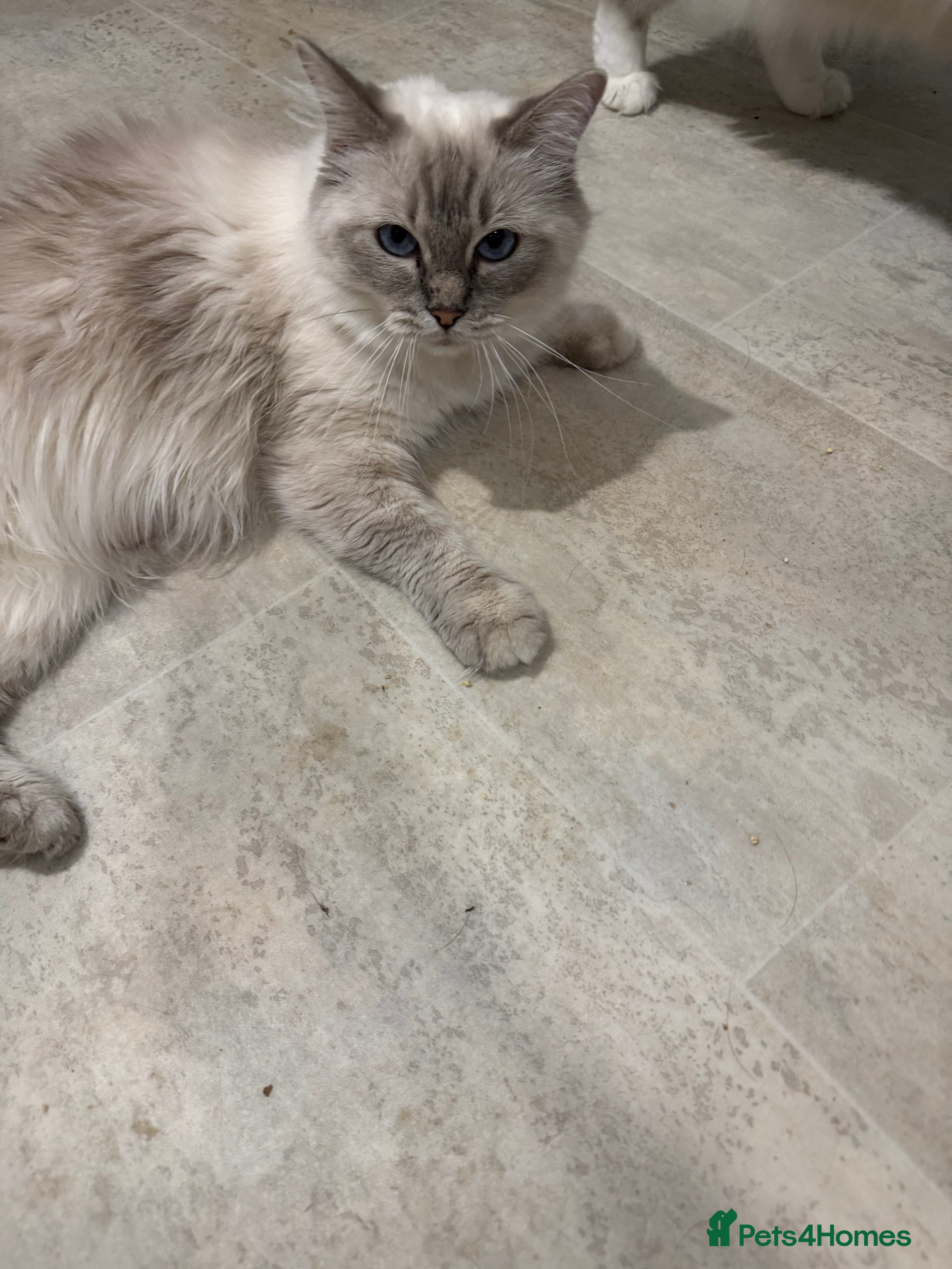 Ragdoll cats Ragdoll kittens - Advert 4