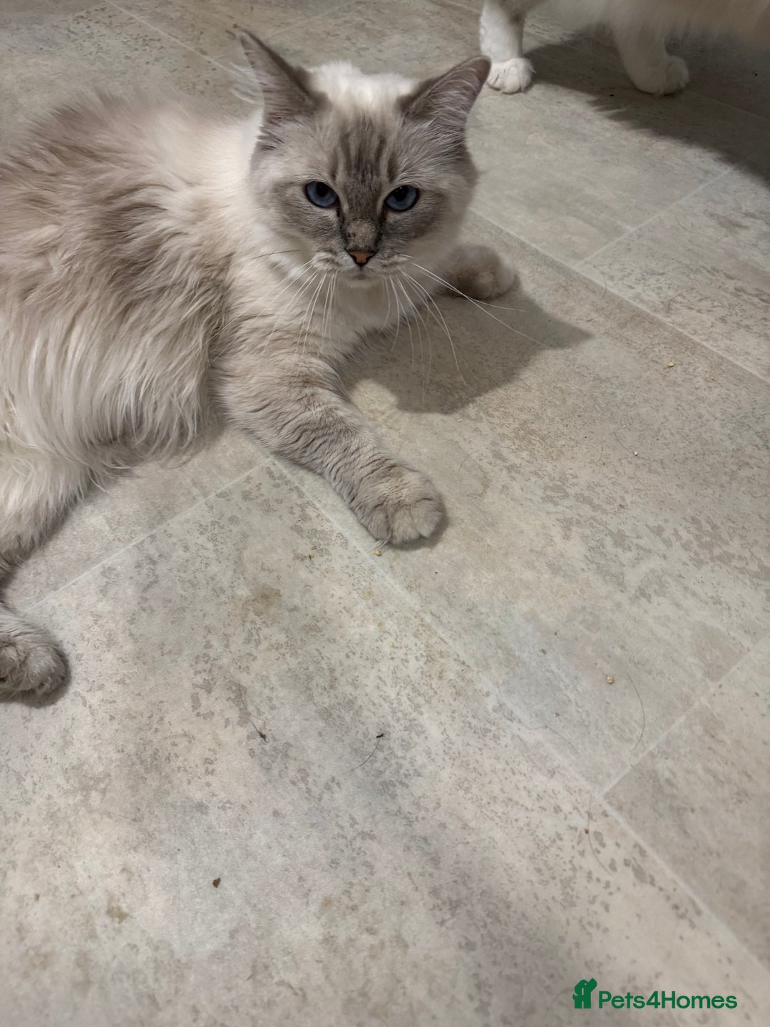 Ragdoll cats for sale: Ragdoll kittens - Advert 1