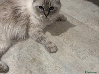 Ragdoll cats Ragdoll kittens - Advert 9