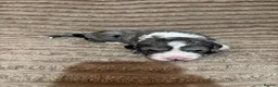 Mixed Breed dogs for sale: Sproodle - Advert 10