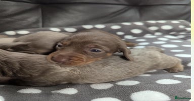 Dachshund dogs - Advert 5