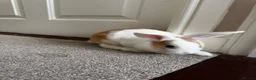 Dutch rabbits for sale: Dutch bunnies - Advert 11