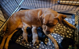 Labrador Retriever dogs for sale: Beautiful Labradors. Ready in time for Christmas - Image 24