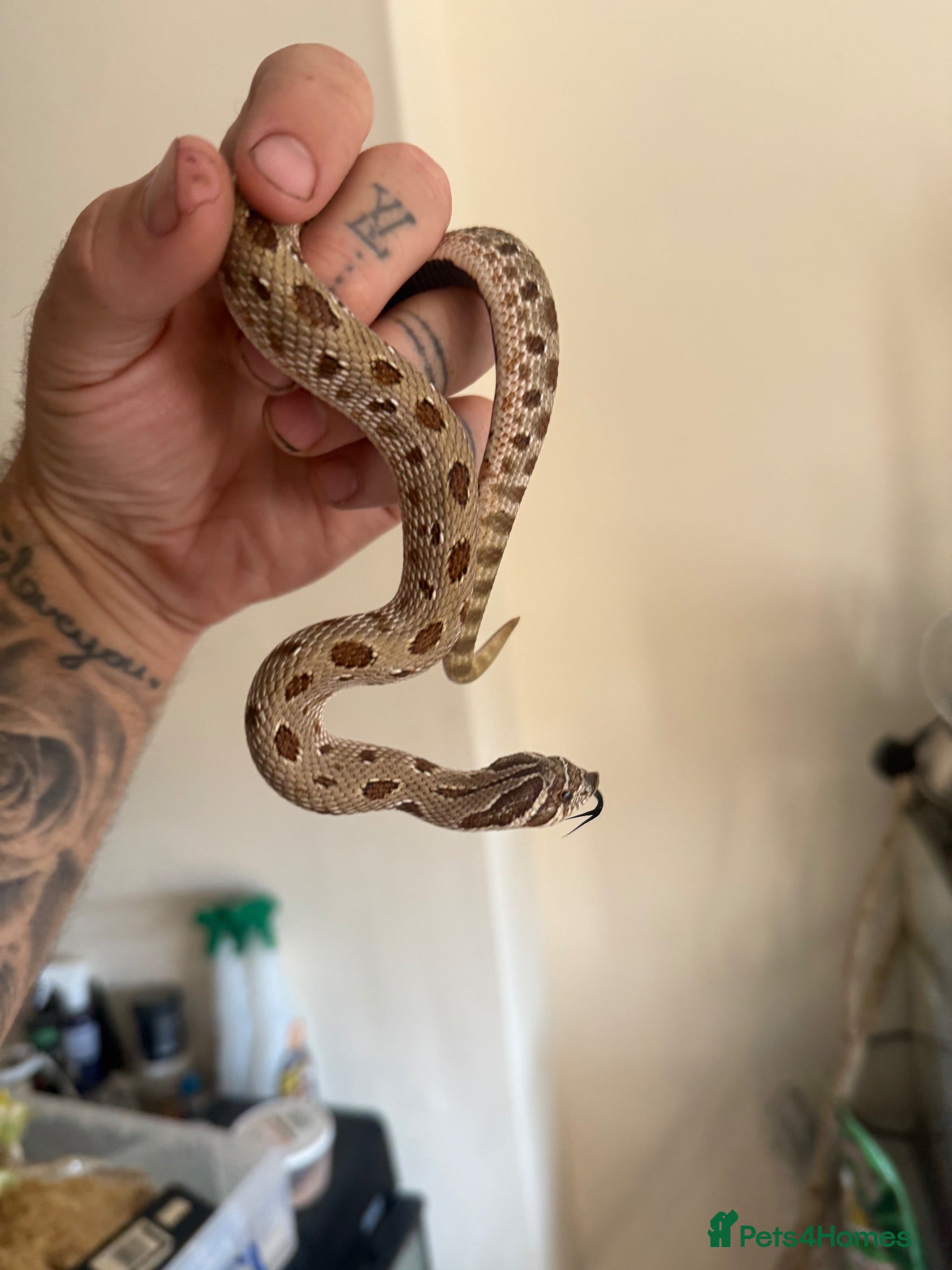 Mixed Breed reptiles Various snakes for sale  - Advert 15