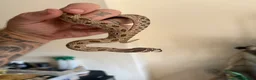 Mixed Breed reptiles for sale: Various snakes for sale  - Advert 1