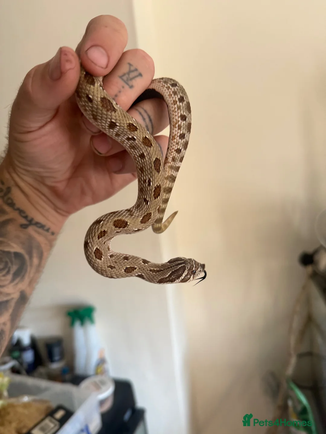 Mixed Breed reptiles for sale: Various snakes for sale  - Advert 1