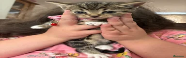 Mixed Breed Kitten 3