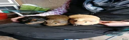 Guinea Pig rodents for sale: 3 lovely girl guinipigs for sale - Advert 5