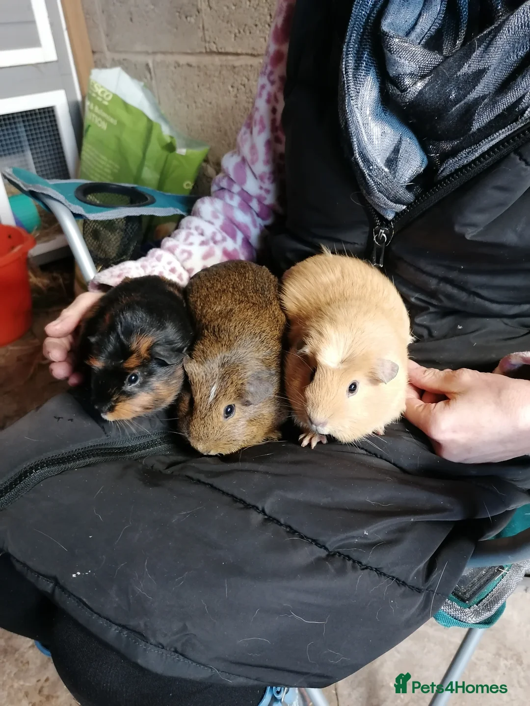 Guinea Pig rodents for sale: 3 lovely girl guinipigs for sale - Advert 5