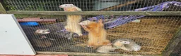 Ferret rodents for sale: Young Ferrets 14+ weeks  in Yelverton - Advert 3