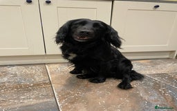 Cocker Spaniel dogs for sale: F1b cocker spaniel puppies for sale - Image 13