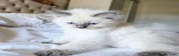 Ragdoll cats for sale: Gorgeous Fluffy Ragdoll Kittens in Birmingham - Advert 13