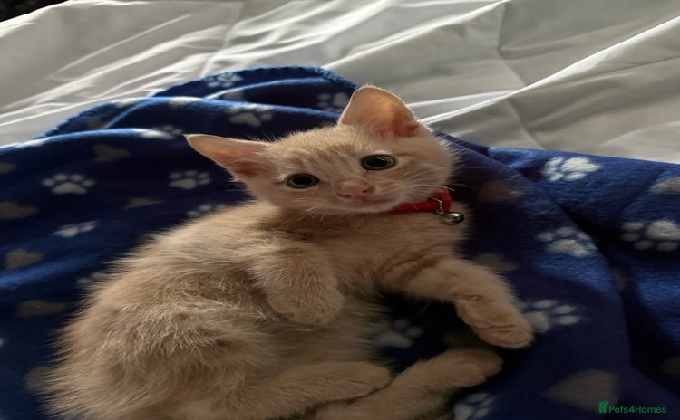 Brazilian Shorthair cats - Advert 1