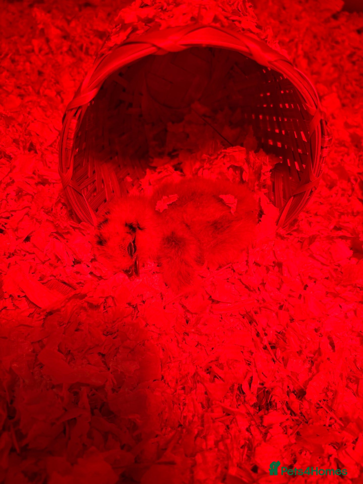 Chickens poultry Fluffy Silkie Chicks £15 Each Can Hatch to Order  - Advert 3