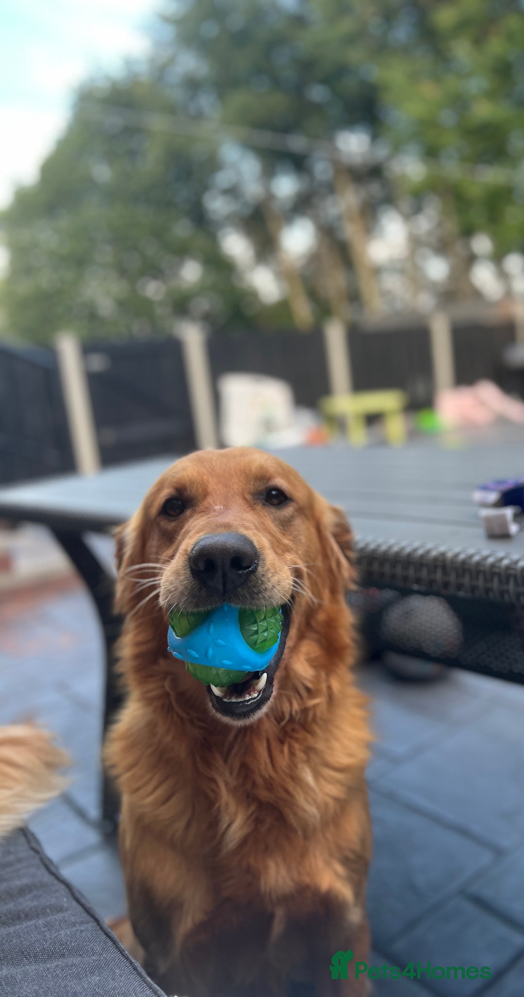 Golden Retriever dogs for stud: Hip & elbow scored health tested proven stud boy  in Barnsley - Image 2