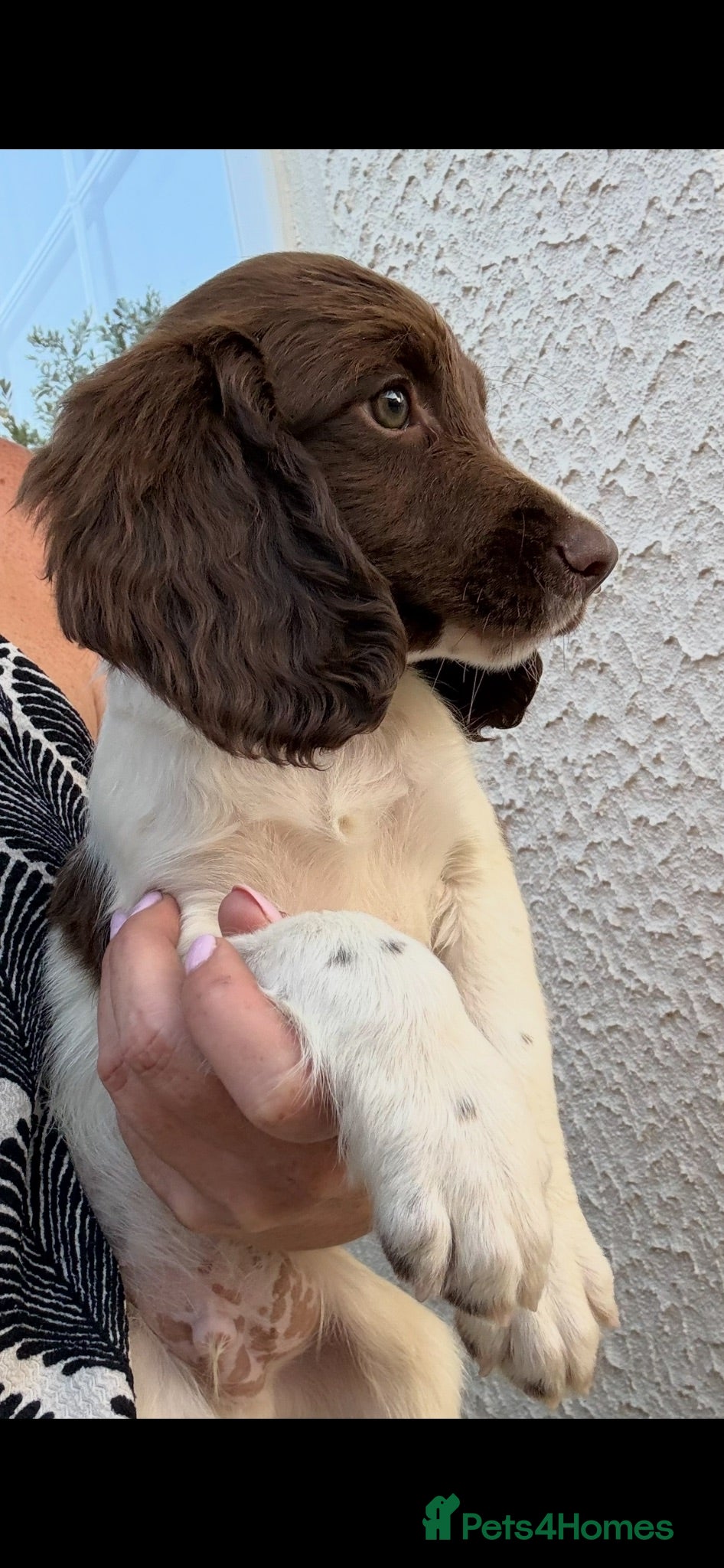 English Springer Spaniel dogs READY NOW Beautiful springer spaniel puppies  - Advert 1