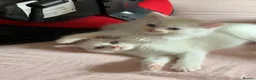 Mixed Breed cats for sale: Gorgeous kittens  - Advert 7